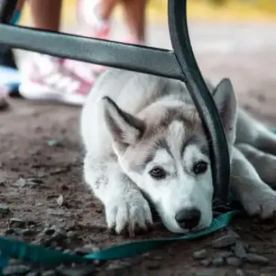 Husky pod židlí